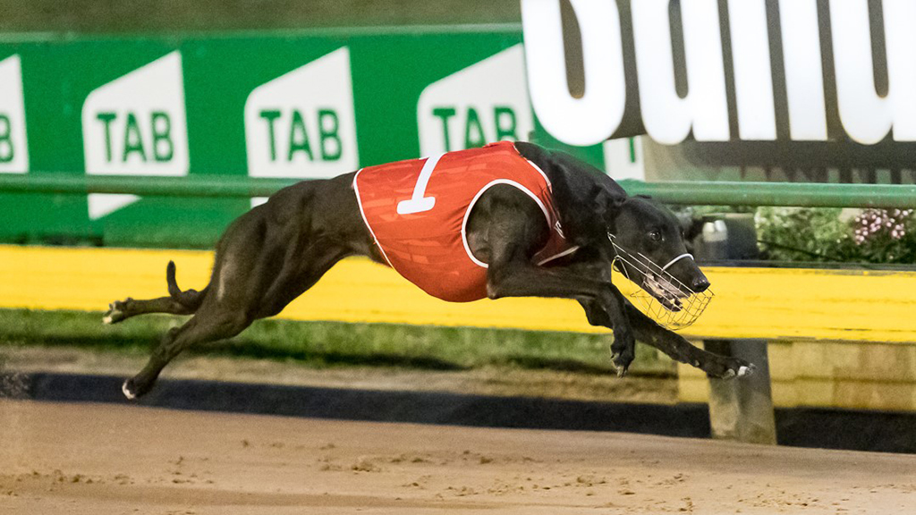 Sky Racing World launches Australian greyhound simulcasting in US