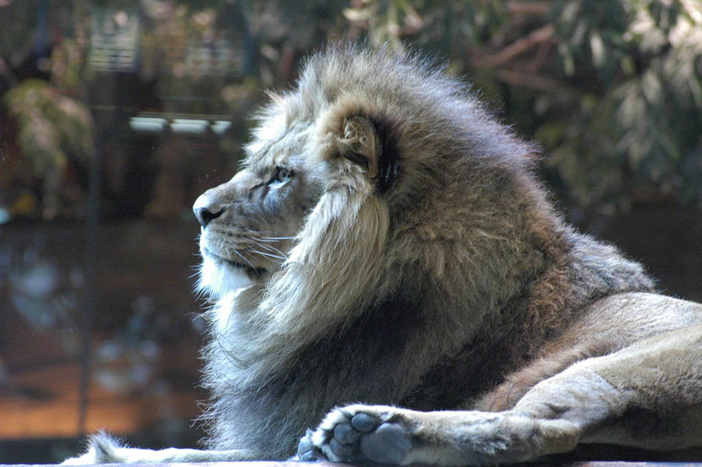 MGM releases re-opening plan for US properties